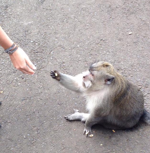 Bali - Ubud